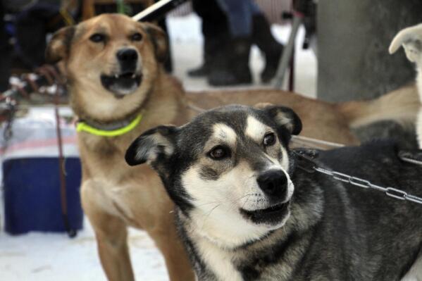 Attentive sled dogs await the start of the Iditarod Trail Sled Dog Race's ceremonial start in downtown Anchorage, Alaska, on Saturday, March 4, 2023. The smallest field ever of only 33 mushers will start the competitive portion of the Iditarod Sunday, March 5, 2023, in Willow, Alaska. (AP Photo/Mark Thiessen)