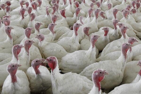 FILE - This Wednesday, April 11, 2012 file photo shows turkeys at a farm in Lebanon, Pa. The U.S. Department of Agriculture on Friday, Oct. 14, 2022 proposed sweeping changes in the way chicken and turkey meat is processed that are intended to reduce illnesses from food contamination but could require meat companies to make extensive changes to their operations. (AP Photo/Matt Rourke, File)