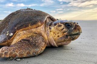 FILE - In this July 5, 2019, file photo provided by the Georgia Department of Natural Resources, a loggerhead sea turtle returns to the ocean after nesting on Ossabaw Island, Ga. A conservation group has again filed suit over a U.S. agency's planned timeframe for dredging a shipping channel on the Georgia coast, arguing that using machines to suck sediments from the harbor floor during summertime poses a dire threat to rare sea turtles. (Georgia Department of Natural Resources via AP, File)