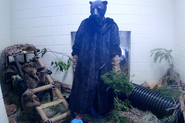 In this image provided by the San Diego Humane Society, employees are dressed in costumes while interacting with bear cubs found alone in the Los Padres National Forest on May 18, 2025 at the San Diego Humane Society Ramona Wildlife Center in Ramona, California (via the San Diego Humane Society).