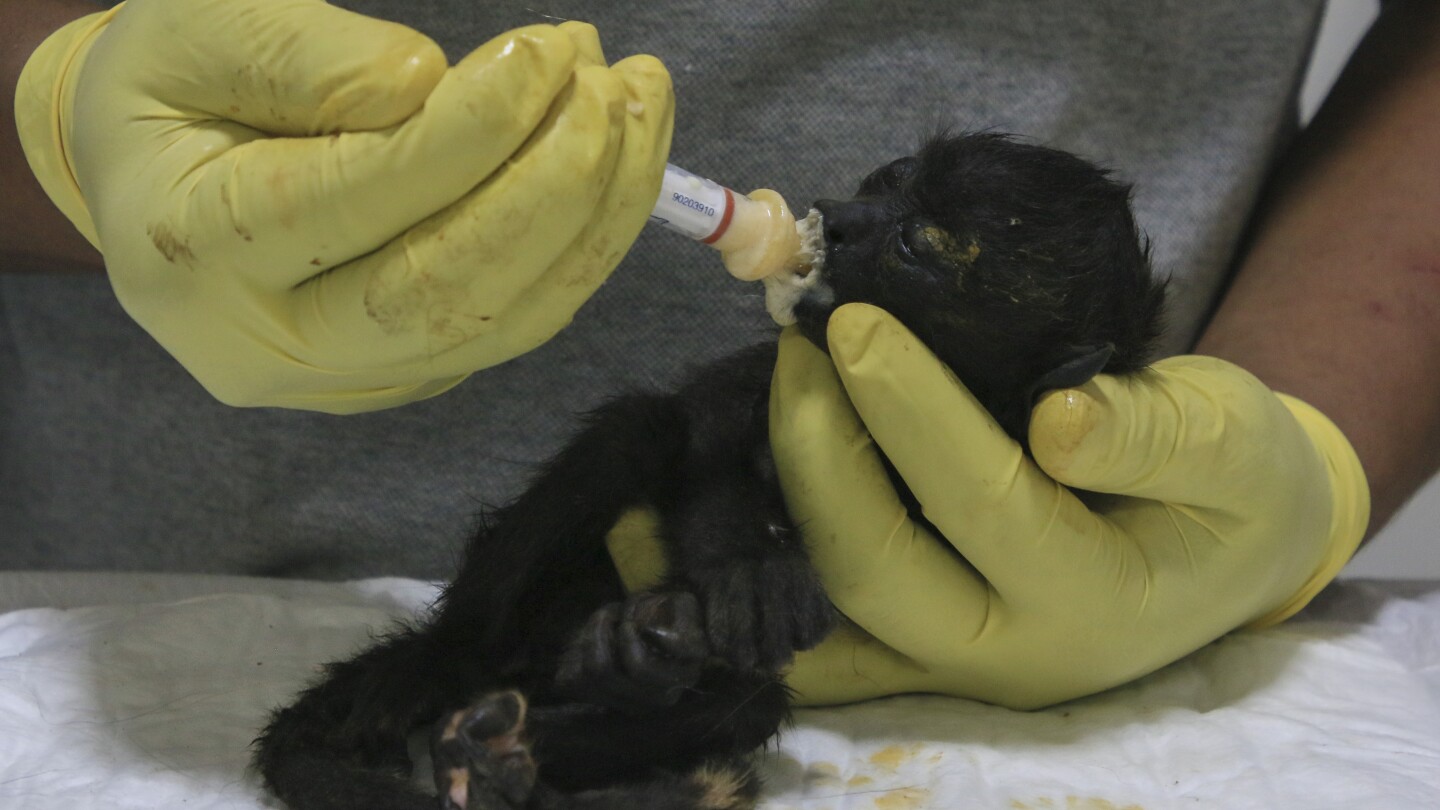 Monyet Howler mati dari pohon di Meksiko karena gelombang panas yang ekstrim