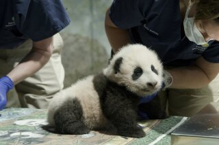 This handout photo released by the Smithsonian's National Zoo shows a panda cub named Xiao Qi Ji in Washington. More than three months after his birth, the National Zoo's new panda cub finally has a name. Officials at the Smithsonian, which runs the zoo, announced Monday, Nov. 23, 2020, that the cub born on August 21 would be named Xiao Qi Ji, which is Mandarin Chinese for “little miracle.”  (Smithsonian’s National Zoo via AP)
