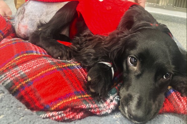 In this image provided by Vicki Black, Ariel after surgery surgery, in Bristol, England, Wednesday, Jan. 17, 2024. A spaniel with six legs that was found abandoned in a supermarket parking lot is now like other dogs after having her extra limbs surgically removed. Vicki Black, director of the Langford Vets Small Animal Referral Hospital says the hospital had never seen a six-legged dog and had never performed that type of surgery. (Vicki Black via AP)
