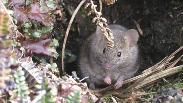 This undated handout photo shows a house mouse on Marion Island, South Africa. (Stefan and Janine Schoombie via AP)
