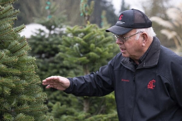 Washington State University professor Gary Chastagner called "Dr. Christmas Tree" Turkey pine trees grown from plants developed to find ways to produce disease and insect-resistant Christmas trees are shown at the school's Puyallup Research and Extension Center on Thursday, Nov. 30, 2023, in Puyallup, Wash.  Chastagner is working with breeders to see whether species from other parts of the world – for example, Turkish cedar – are better adapted to the conditions posed by climate change.  (AP Photo/Jason Redmond)