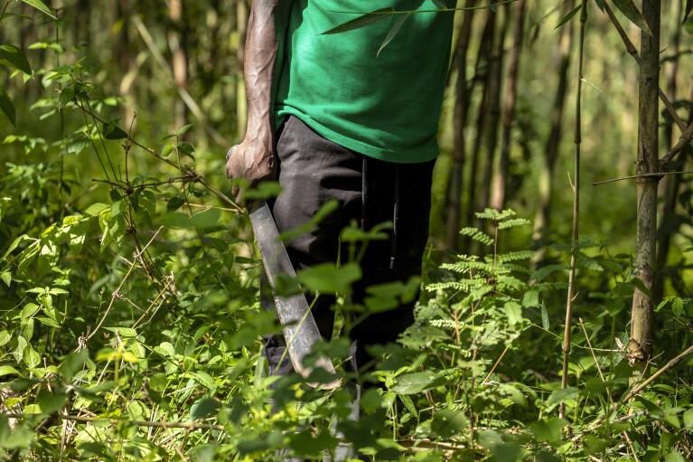 Joseph Katumba, zelador da Fazenda Kitara, trabalha perto de Mbarara, Uganda, em 8 de março de 2024. Katumba disse que a propriedade se tornou uma espécie de fazenda de demonstração para pessoas que desejam aprender mais sobre o bambu. (Foto AP/Dipak Moses)