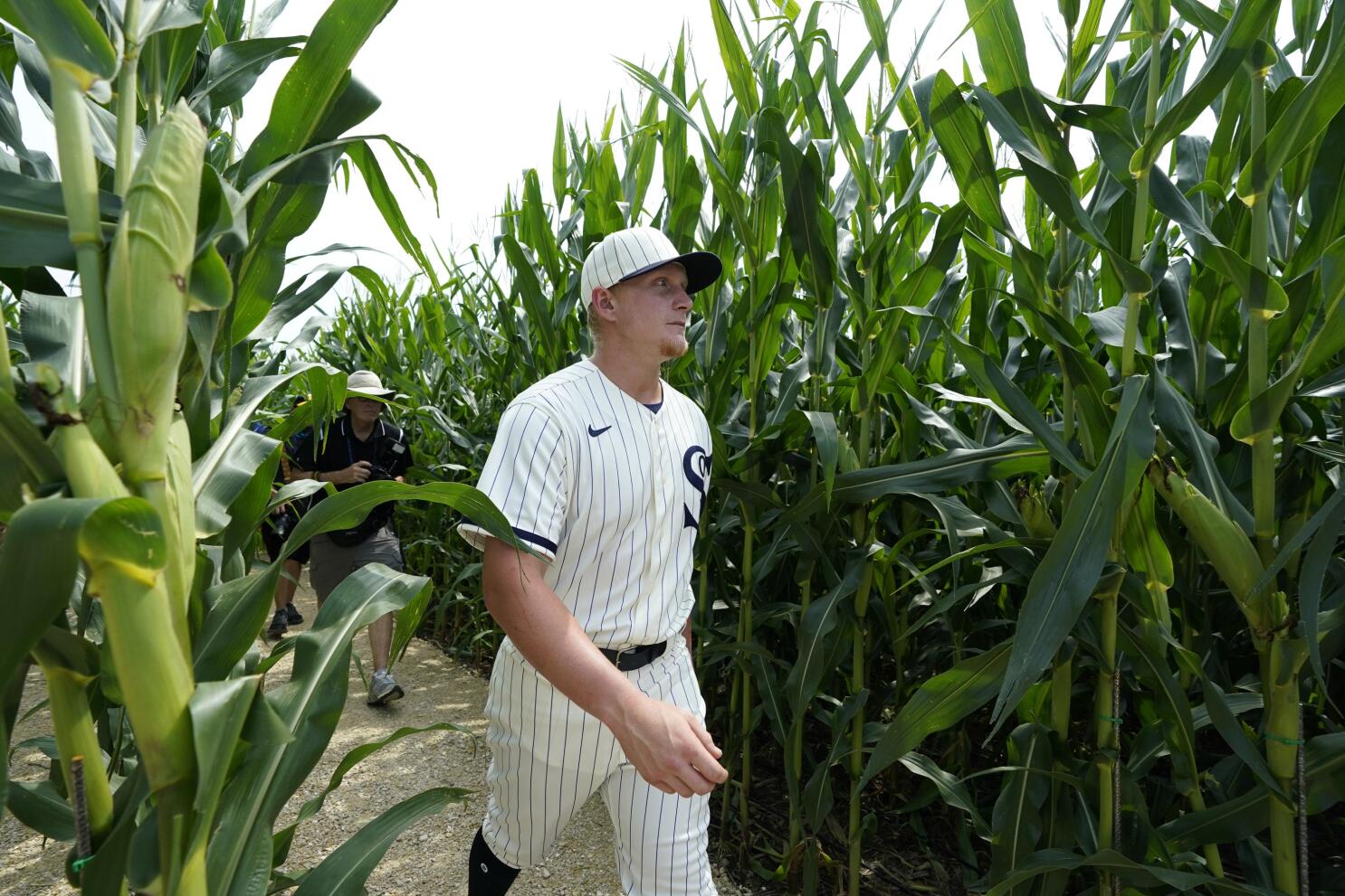 Chicago Cubs - Coming soon to a corn field near few: Cubs