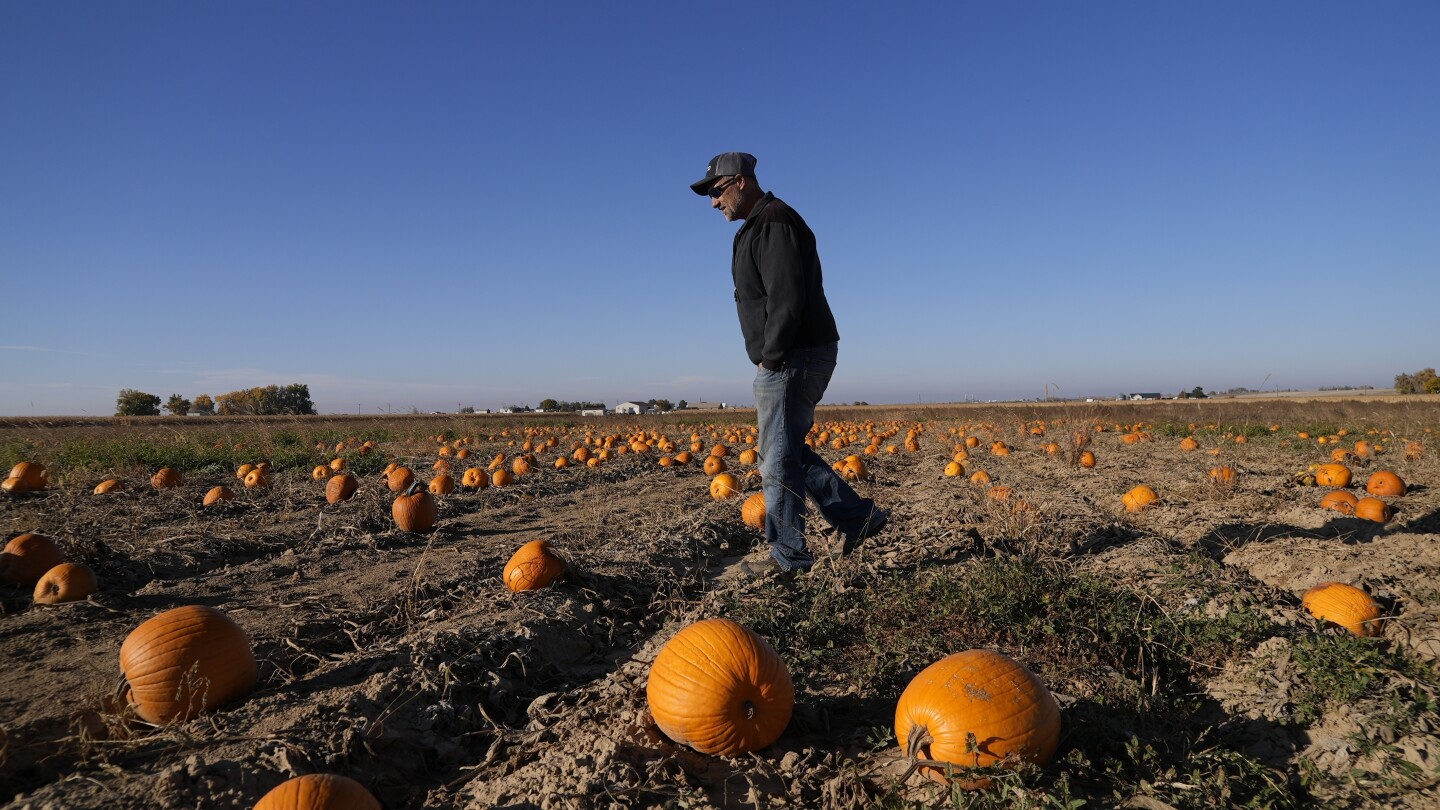 How extreme weather in the US may have affected the pumpkins you picked this year for Halloween