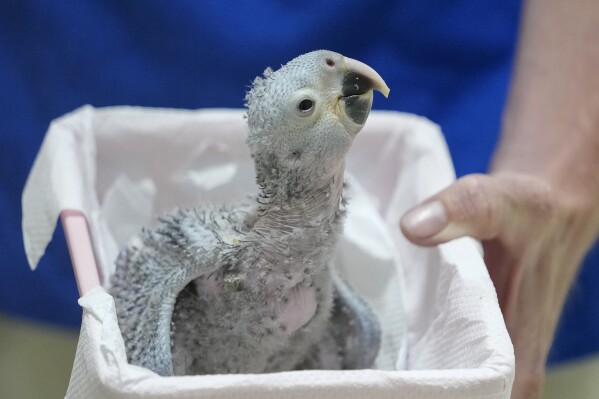 Recovery of Brazil's Spix's macaw, popularized in animated 'Rio' films, threatened by climate change | AP News