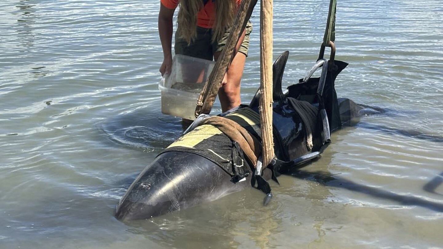 One moment, calm waters. The next, a 900-pound dolphin landed on their boat