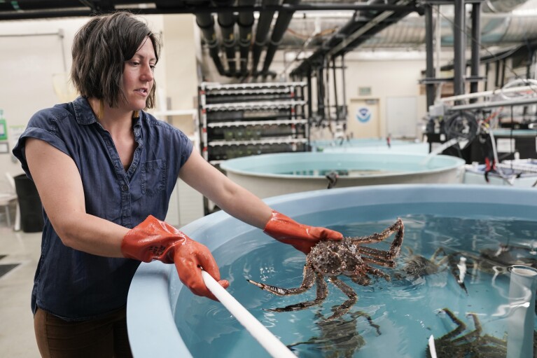 Erin Fedewa, a research fisheries biologist, places a red king crab back in a tank, Thursday, June 22, 2023, at the Alaska Fisheries Science Center in Kodiak, Alaska. (AP Photo/Joshua A. Bickel)
