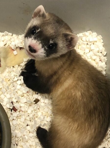 In this photo provided by the U.S. Fish and Wildlife Service is Elizabeth Ann, the first cloned black-footed ferret and first-ever cloned U.S. endangered species, at 48-days old on Jan. 27, 2021. Scientists have cloned the first U.S. endangered species, a black-footed ferret duplicated from the genes of an animal that died over 30 years ago. They hope the slinky predator named Elizabeth Ann and her descendants will improve the genetic diversity of a species once thought extinct but bred in captivity and reintroduced successfully to the wild. (U.S. Fish and Wildlife Service via AP)