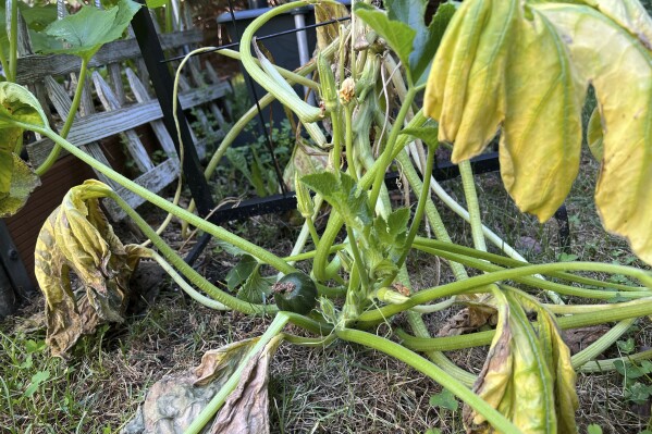 This July 31, 2023, image provided by Jessica Damiano shows a squash plant with yellow, wilted foliage — symptoms that present after both flood and drought — on Long Island in New York. Crops that have been touched by flood water should not be eaten. (Jessica Damiano via AP)