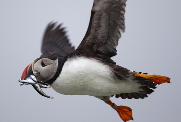 New Species of Puffin Evolved in Response to Climate Change