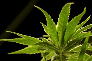 FILE - This Friday, March 22, 2019, file photo shows a marijuana plant at Compassionate Care Foundation's medical marijuana dispensary in Egg Harbor Township, N.J. New Jersey legislative leaders unveiled a proposed ballot question Monday, Nov. 18, that would ask voters whether the state should legalize recreational marijuana. (AP Photo/Julio Cortez, File)