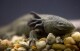 FILE - An Axolotl swims in a tank at the Chapultepec Zoo, in Mexico City, Sept. 27, 2008. Ecologists from Mexico's National Autonomous University relaunched a fundraising campaign Friday, Nov. 24, 2023, to bolster conservation efforts for the axolotls: an iconic, endangered, fish-like type of salamander. (AP Photo/Dario Lopez-Mills, File)