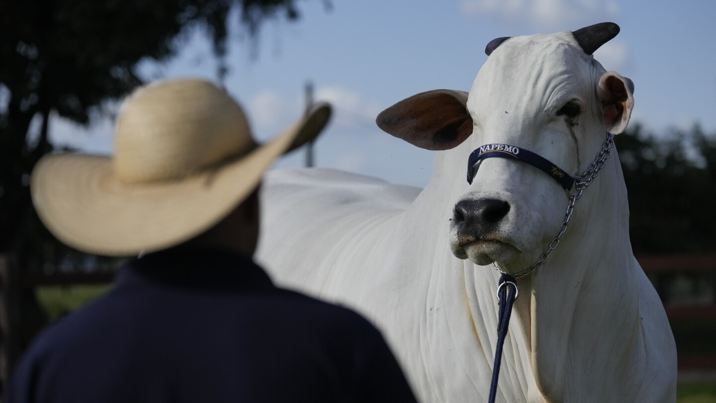 УБЕРАБА Бразилия AP — Бразилия има стотици милиони крави но