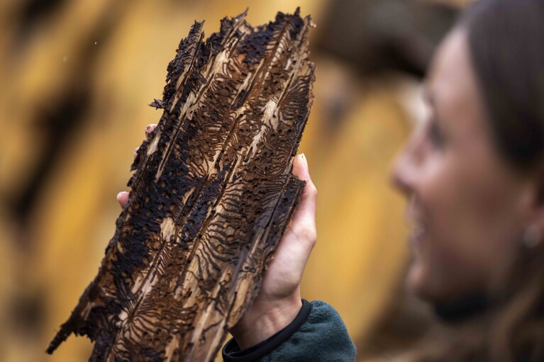 Tocas criadas por besouros de casca de abeto percorrem o lado interno da casca retirada de um abeto infestado em uma floresta nas florestas estaduais da Baixa Saxônia nas montanhas Harz, perto de Clausthal-Zellerfeld, Alemanha, quinta-feira, 27 de julho de 2023. (AP Photo/ Matias Schrader)