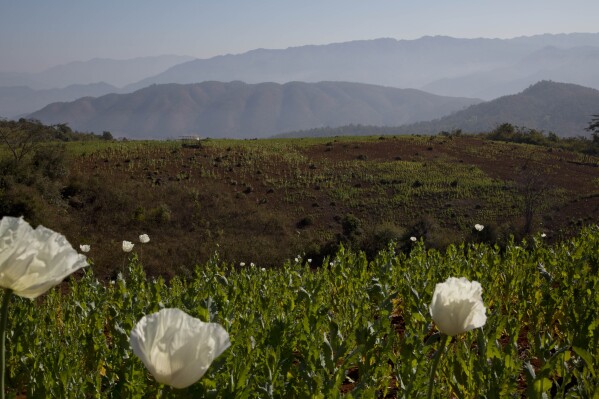 FILE - Flourishing poppy fields spread through hills at Nampatka village, Northern Shan State, Myanmar on Jan. 27, 2014. Myanmar, already wracked by a brutal civil war, has now also regained the unenviable title of world’s biggest opium producer, according to a U.N. agency report released Tuesday, Dec. 12, 2023. (AP Photo/Gemunu Amarasinghe, File)