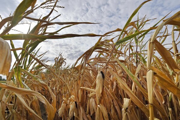 FILE - In this Aug. 21, 2018 file photo a dry cornfield is pictured in Ahlen, Germany. The world could see average global temperatures 1.5 degrees Celsius (2.7 Fahrenheit) above the pre-industrial average for the first time in the coming five years, the U.N. weather agency said Thursday. The 1.5-C mark is a key threshold that countries have agreed to limit global warming to, if possible. Scientists say average temperatures around the world are already at least 1 C higher now than during the period from 1850-1900 because of man-made greenhouse emissions. (AP Photo/Martin Meissner, file)