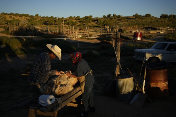 Jay Begay, left, and his mother Helen butcher a sheep at their home Wednesday, Sept. 6, 2023, in the community of Rocky Ridge, Ariz., on the Navajo Nation. Climate change, permitting issues and diminishing interest among younger generations are leading to a singular reality: Navajo raising fewer sheep. (AP Photo/John Locher)
