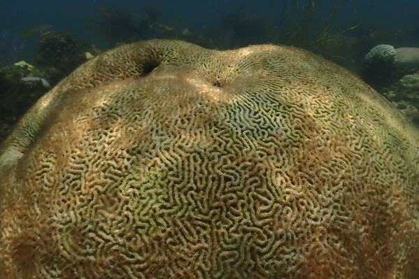 This image provide by NOAA, shows a dead coral at Cheeca Rocks off the coast of Islamorada, Fla., on July 23, 2023. Scientists have seen devastating effects from prolonged hot water surrounding Florida — coral bleaching and some death. (Andrew Ibarra/NOAA via AP)