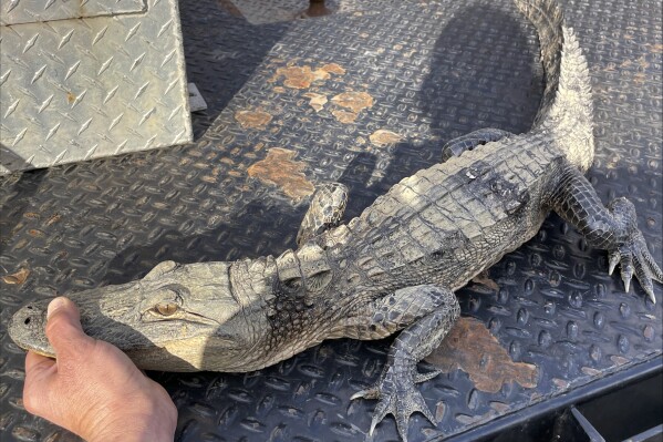 In this photo provided by the Tennessee Wildlife Resources Agency, an alligator was caught by an angler in Norris Lake in Union County, Tenn., on Monday, March 18, 2024. TWRA communications coordinator Matthew Cameron said the origin of the alligator was unclear, but it appeared that the alligator had been illegally held in captivity and possibly released into the lake. (Rick Roberts/Tennessee Wildlife Resources Agency via AP)