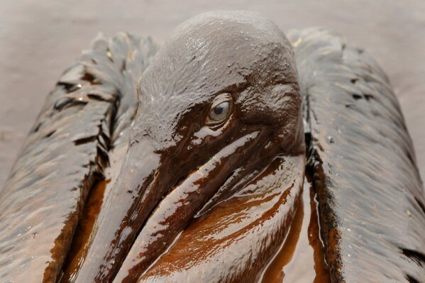 FILE - In this June 3, 2010 file photo, a Brown Pelican is mired in oil from the Deepwater Horizon oil spill, on the beach at East Grand Terre Island along the Louisiana coast. On April 20, 2010,  a well blew wild under a BP oil platform in the Gulf of Mexico. Eleven workers were missing that day, and would later be declared dead. Ten years after the explosion on that Deepwater Horizon rig off Louisiana's coast, The Associated Press is making the original story and photographs available. (AP Photo/Charlie Riedel, File)