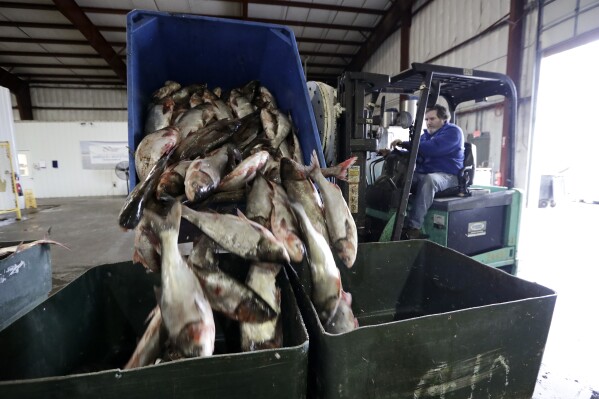 Asian carp are unloaded at Two Rivers Fisheries in Wickliffe, Ky, Feb. 11, 2020. (AP Photo/Mark Humphrey, file)