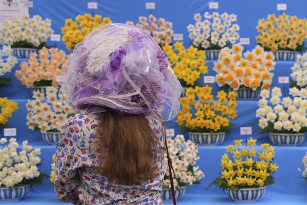 A show visitor looks towards a display of daffodils at the RHS Chelsea Flower Show in London, Monday, May 19, 2025. (AP Photo/Kirsty Wigglesworth)