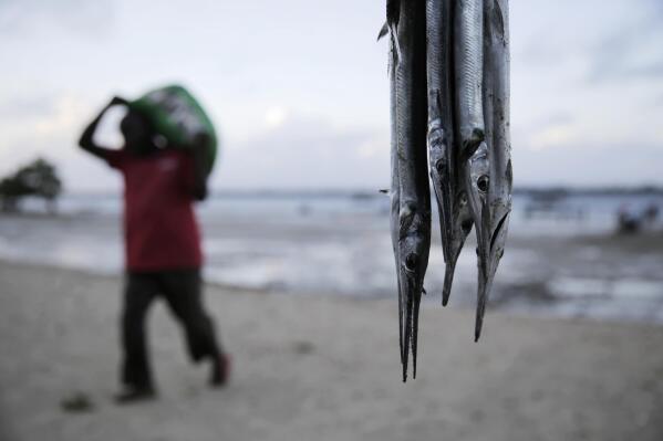 Tuna catch dries up for Kenya's local fishing community