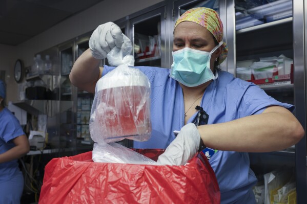 FILE - Melissa Mattola-Kiatos, RN, nursing practice specialist, removes the pig kidney from its box to prepare for transplantation at Massachusetts General Hospital, March 16, 2024, in Boston. Richard “Rick” Slayman, the first recipient of a genetically modified pig kidney transplant, has died nearly two months after he underwent the procedure, his family and the hospital that performed the surgery said Saturday, May 11. (Massachusetts General Hospital via AP, File)