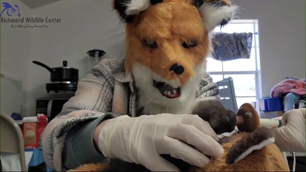 In this image taken from a video provided by the Richmond Wildlife Center, executive director and founder Melissa Stanley wears a fox mask as she feeds an orphaned red fox kit, March 10, 2024, in Richmond, Va. Stanley said the mask creates a visual barrier to prevent animals from imprinting on humans. (Richmond Wildlife Center via AP)
