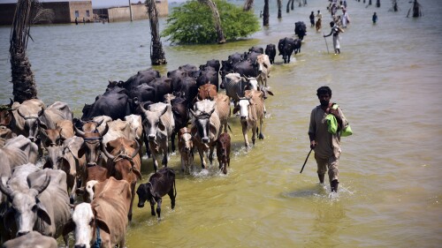 FILE - Victims of flooding from monsoon rains walk with their cattle after their flooded home in Sehwan, Sindh province, Pakistan, Sept. 9, 2022. A warming world is transforming some major snowfalls into heavy rain over mountains instead, somehow worsening both dangerous flooding like the type that devastated Pakistan last year as well as long-term water shortages, a new study found. (AP Photo/Pervez Masih, File)