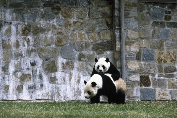 FILE - The Washington D.C. National Zoo's giant pandas, Ling-Ling and Hsing-Hsing, are shown in their open-air enclosure, March 18, 1982. (AP Photo/Barry Thumma, File)
