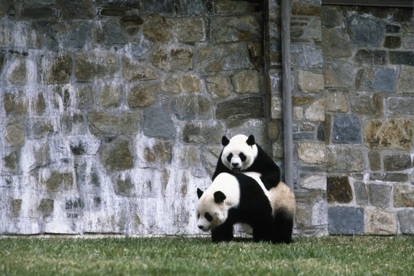 Viral video of 'skinny' giant panda in a US zoo ignites calls for