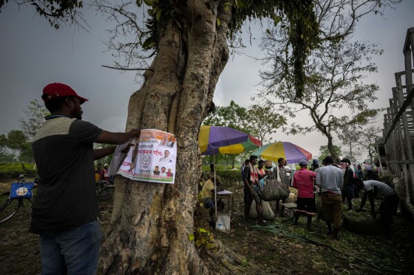 A tea garden worker pastes a Bharatiya Janata Party poster on to a tree ahead of national elections in Marioni in upper Assam, India, Tuesday, April 16, 2024. (AP Photo/Anupam Nath)