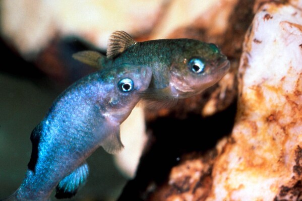FILE - This undated file photo provided by the U.S. Fish and Wildlife Service via the Las Vegas Review-Journal shows a male and female Devils Hole pupfish, just a few centimeters long in a cave at Death Valley National Park in Nevada, northwest of Las Vegas near Ash Meadows National Wildlife Refuge. Federal land managers have formally withdrawn their authorization of a Canadian mining company’s lithium exploration project bordering a national wildlife refuge in southern Nevada after conservationists sought a court order to block it. (Tom Baugh/U.S. Fish and Wildlife Service/Las Vegas Review-Journal via AP, File)