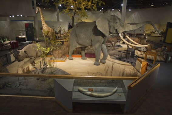 This 2012 photo provided by Delbridge Museum shows an exhibit at the Delbridge Museum of Natural History in Sioux Falls, S.D. The Great Plains Zoo in South Dakota said Thursday, Aug. 17, 2023, that it has pulled its taxidermy collection off display after almost 40 years over concerns about the impact of strong chemicals used to preserve the animals. (Delbridge Museum of Natural History via AP)