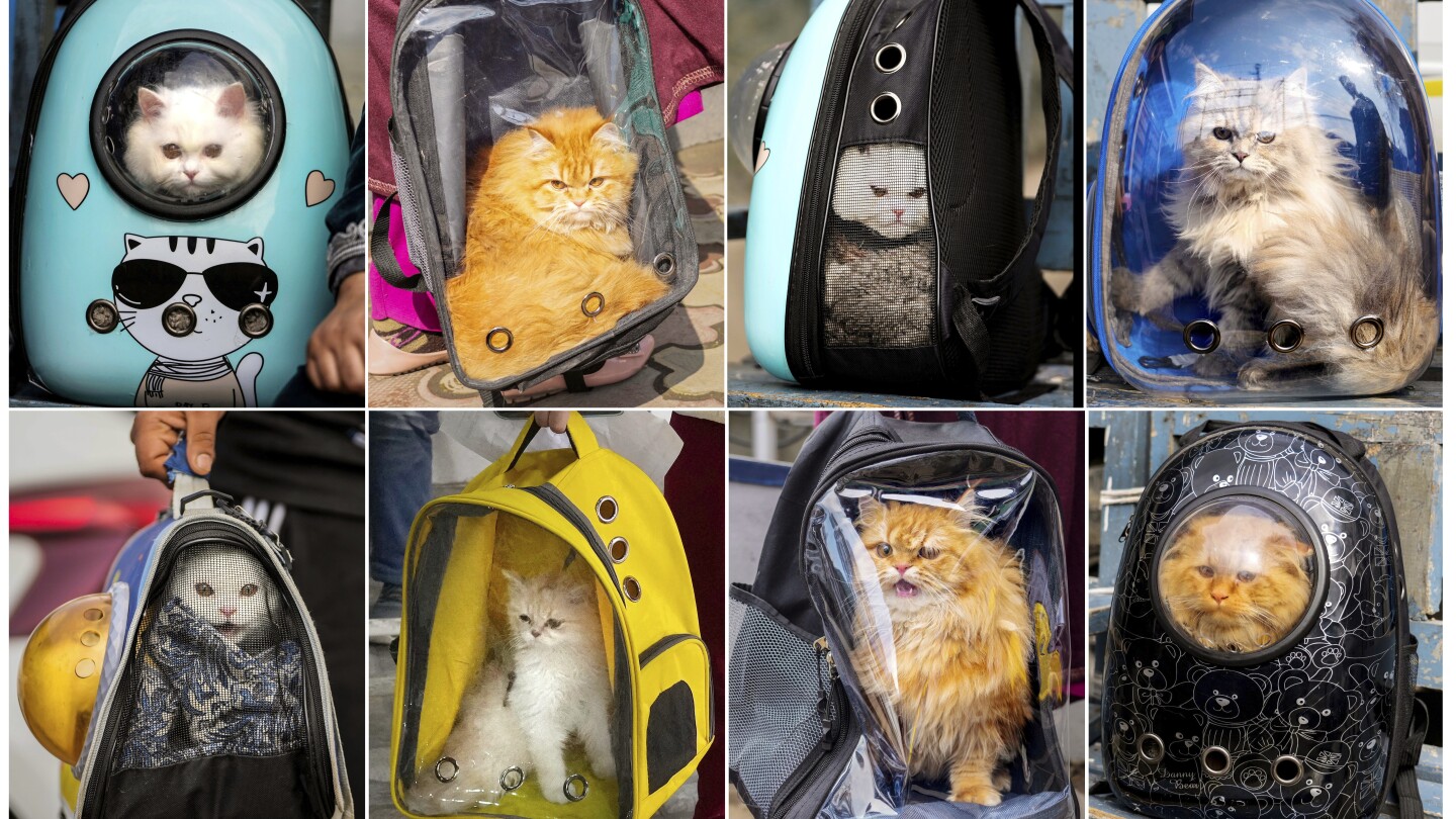 AP PHOTOS: Cat owners in Kashmir thrown into a tizzy over viral posts bad-mouthing their pets