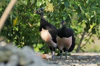 A pair of maleos look for a spot to lay an egg in Mamuju, West Sulawesi, Indonesia, Friday, Oct. 27, 2023. With their habitat dwindling and nesting grounds facing encroachment from human activities, the journey of a maleo pair for egg laying grows ever more precarious and uncertain. (AP Photo/Dita Alangkara)