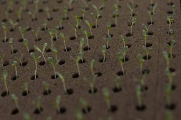 Young plant sprouts are kept in a tray at Bolton Farms, a hydroponic farm, on Friday, March 21, 2025, in Hilton, N.Y. (Caitlyn Daproza via AP)