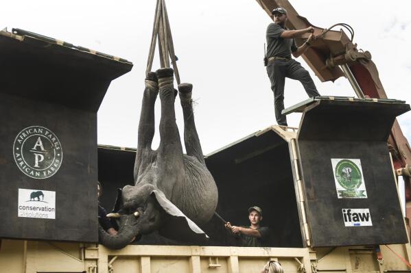 An elephant is hoisted into a transport vehicle at the Liwonde National Park southern Malawi, Sunday, July 10 2022. One by one, 250 elephants are being moved from Malawi's overcrowded Liwonde National Park to the much larger Kasungu park 380 kilometers (236 miles) away in the country's north. (AP Photo/Thoko Chikondi)