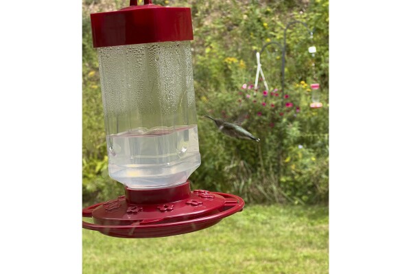 This Sept. 8, 2023, image provided by Justine Damiano shows a hummingbird seemingly suspended in the air in Southwick, Massachusetts. Hummingbirds must beat their wings in a figure-8 motion up to 80 times per second in order to hover in one spot. (Justine Damiano via AP)