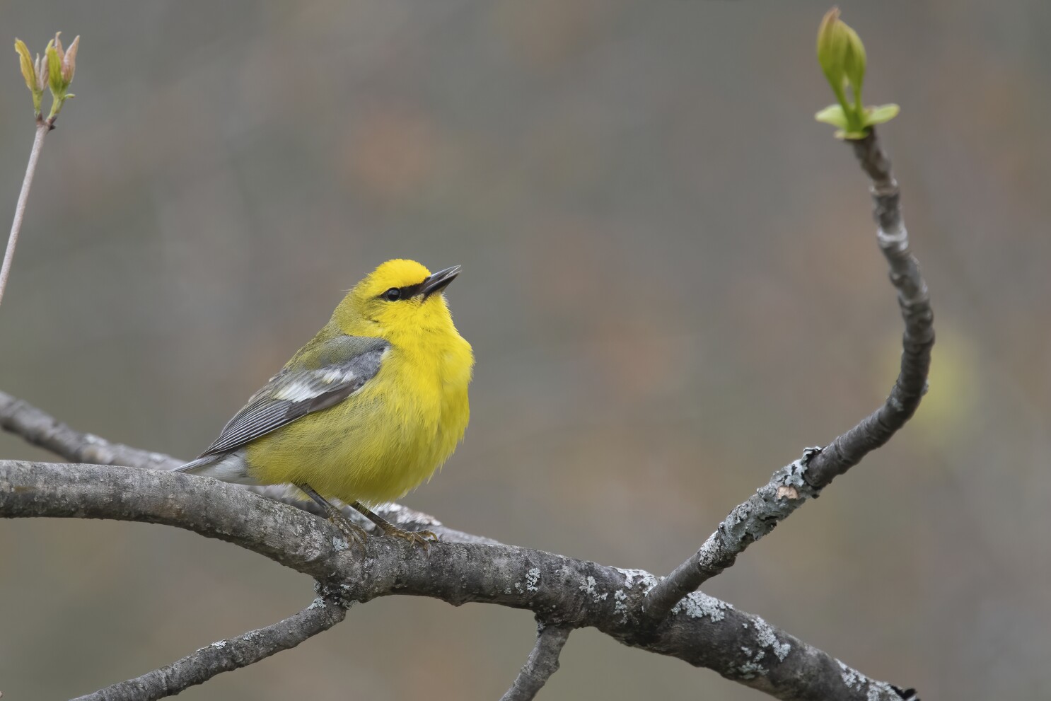 How to reduce loud outdoor noises to protect wildlife
