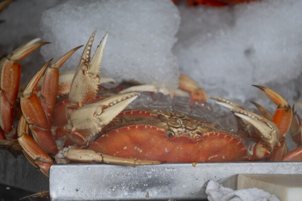 FILE - Fresh Dungeness crabs are displayed at Fisherman's Wharf in San Francisco, Tuesday, Jan. 23, 2024. The commercial Dungeness crab season in California will be curtailed to protect humpback whales from becoming entangled in trap and buoy lines, officials announced Thursday, March 28, 2024. (AP Photo/Eric Risberg, File)