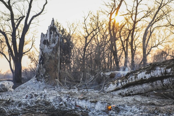 Charred tree trunks smolder after the Smokehouse Creek Fire burned through the area Wednesday, Feb. 28, 2024, in Canadian, Texas. (AP Photo/David Erickson)