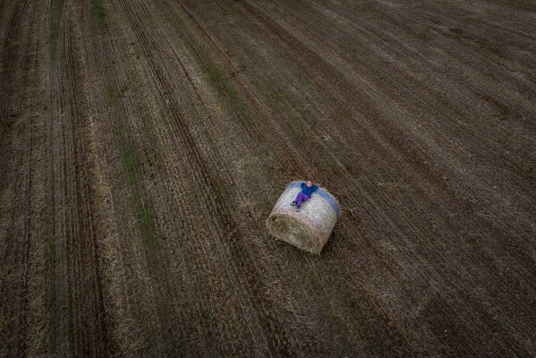 Lilith, 6, rests on a freshly harvested alfalfa bale in the countryside near Vilademuls, Girona, Spain, Saturday, May 18, 2024. (AP Photo/Emilio Morenatti)