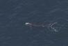 This photo provided by NOAA shows an endangered whale that has been found entangled in fishing gear off the coast of New England. The right whales number less than 360 and they are vulnerable to entanglement in fishing gear and collisions with ships. The entangled whale was seen about 50 miles south of Block Island, Rhode Island, on Wednesday, April 10, 2024, the National Oceanic and Atmospheric Administration said. (NOAA Fisheries via AP)