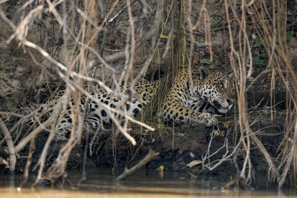 A jaguar rests in an area recently scorched by wildfires at the Encontro das Aguas park in the Pantanal wetlands near Pocone, Mato Grosso state Brazil, Friday, Nov. 17, 2023. Amid the high heat, wildfires are burning widely in the Pantanal biome, the world's biggest tropical wetlands. (AP Photo/Andre Penner)